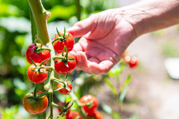 ミニトマトを収穫する老人の手
