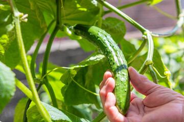 きゅうりを収穫する老人の手