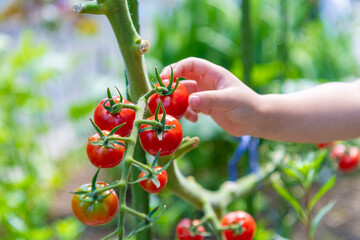 ミニトマトを摘む子どもの手