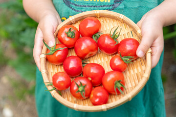 ザルに乗ったミニトマトを持つ子どもの手