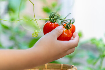 ミニトマトを摘む子どもの手