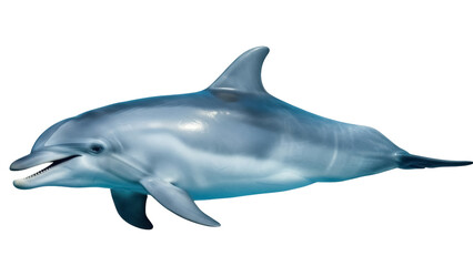 Obraz premium Isolated dolphin in the sea, aquatic mammal showing teeth, ocean animal with smooth skin