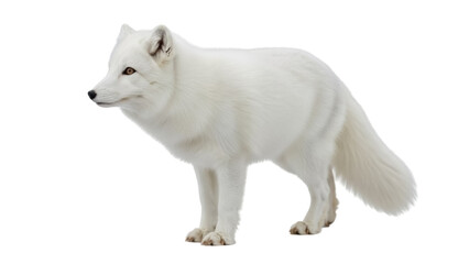 Isolated Standing Arctic Fox Posing Calmly in Winter with Soft Fur and Long Tail, Mammal © Dennis