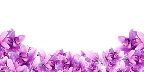 Frame made of violet flowers orchid isolated