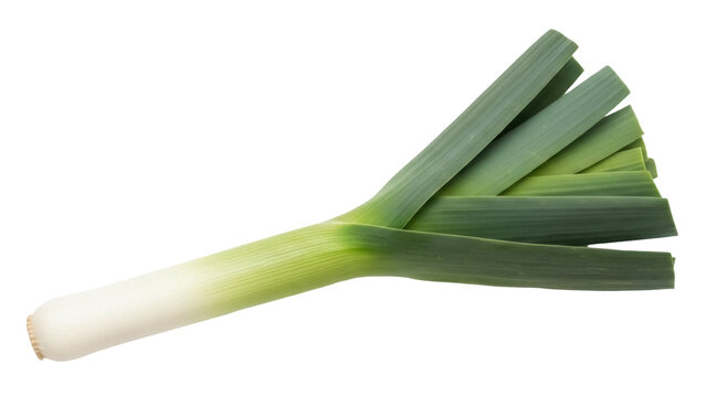 Isolated whole fresh leek ready to cook or be chopped, a natural food with many uses