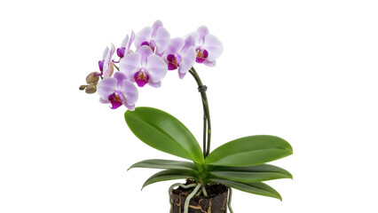 Isolated indoor Phalaenopsis orchid plant with light purple flowers against a plain backdrop © Aline