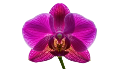 Isolated magenta Phalaenopsis orchid flower blossom, beautiful petals and spotted sepals