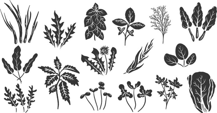 Microgreen, Basil, Tarragon, cilantro, dandelion, nettle, chard, mizuna, mint, parsley, arugula, lettuce, dill, onion, spinach, sorrel. Linocut monochrome vegetable vector illustration.