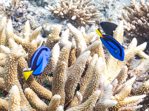 ナンヨウハギ, ニザダイ科, 幼魚
Palette surgeonfish, Fragtail surgeonfish, Paracanthurus hepatus,
テングカワハギ, カワハギ科,
Harlequin filefish, Orange spotted filefish, Oxymonacanthus longirostris, 
美しいサンゴ礁と熱帯魚の群れ。
嘉比島沖縄県
