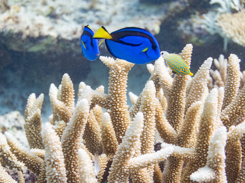 ナンヨウハギ, ニザダイ科, 幼魚
Palette surgeonfish, Fragtail surgeonfish, Paracanthurus hepatus,
テングカワハギ, カワハギ科,
Harlequin filefish, Orange spotted filefish, Oxymonacanthus longirostris, 
美しいサンゴ礁と熱帯魚の群れ。
嘉比島沖縄県
