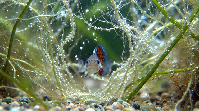 Close-up of a colorful guppy swimming gracefully in a vibrant freshwater aquarium, surrounded
