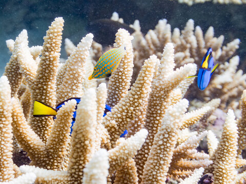 ナンヨウハギ, ニザダイ科, 幼魚
Palette surgeonfish, Fragtail surgeonfish, Paracanthurus hepatus,
テングカワハギ, カワハギ科,
Harlequin filefish, Orange spotted filefish, Oxymonacanthus longirostris, 
美しいサンゴ礁と熱帯魚の群れ。
嘉比島沖縄県

