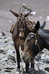 Horses kept in mountainous areas for the movement of climbers, mountaineers, and tourists. Blindfolded horses. Beautiful horses.