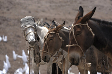 Horses kept in mountainous areas for the movement of climbers, mountaineers, and tourists. Blindfolded horses. Beautiful horses.