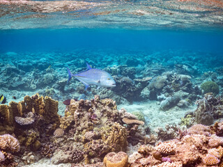 Fototapeta premium カスミアジ, アジ科, Bluefin trevally, Caranx melampygus, 美しいサンゴ礁と熱帯魚の群れ。 嘉比島沖縄県 島尻郡慶良間諸島座間味島-2025 沖縄本島から40km西方の諸島。30以上の島嶼群全体が国立公園に指定。珊瑚礁の青い海と白い砂浜は世界屈指の美。貴重な動植物が多数生息。 