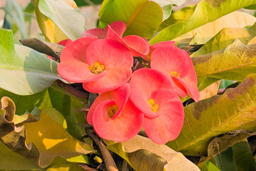 Christ Thorn, Euphorbia milii or Euphorbiaceae or Euphorbia milii Des Moul or Crown of thorns or Christ thorn or pink flowers, white background
