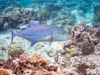 Fototapeta premium カスミアジ, アジ科, Bluefin trevally, Caranx melampygus, 美しいサンゴ礁と熱帯魚の群れ。 嘉比島沖縄県 島尻郡慶良間諸島座間味島-2025 沖縄本島から40km西方の諸島。30以上の島嶼群全体が国立公園に指定。珊瑚礁の青い海と白い砂浜は世界屈指の美。貴重な動植物が多数生息。 