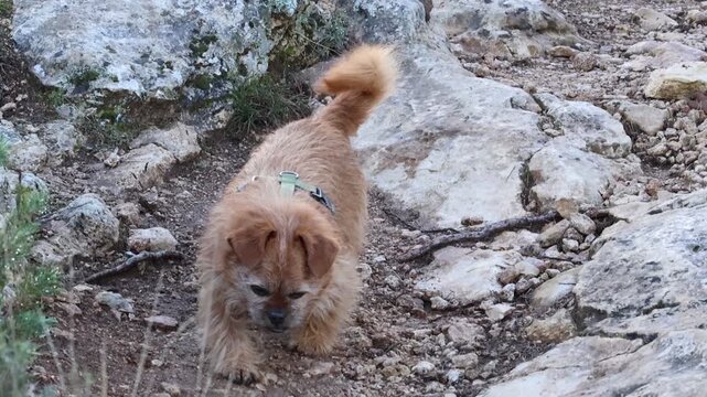 La valiente perrita nami explorando senderos naturales en libertad a sus 13 a&ntilde;os, Alcoy, Espa&ntilde;a
