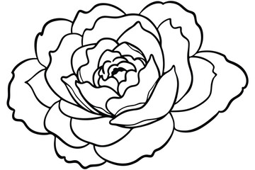 peony silhouette line art vector illustration