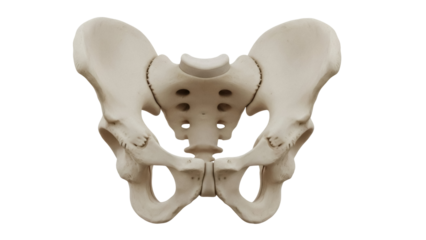 Isolated Human Pelvis Anatomy, Bone Structure, Medical Illustration, Pelvic Girdle Bone Model