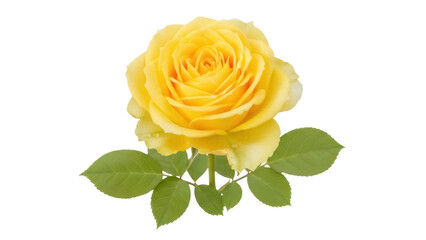 Isolated blooming yellow rose flower, romantic and delicate, plant on stem with green leaves
