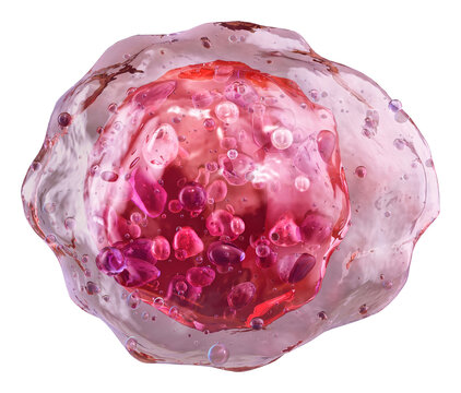Myeloblast, an immature precursor cell of granulocytes found in bone marrow. Early stage of myeloid white blood cell development, nucleus, scant cytoplasm. Hematopoiesis, cellular biology science, PNG