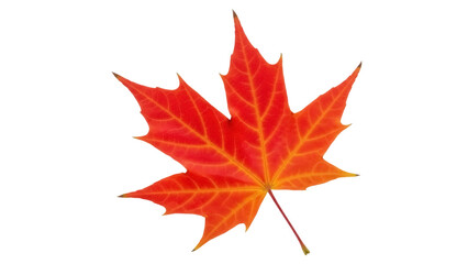 Isolated red and orange sugar maple leaf for Canadian autumn, fall season, and nature themes
