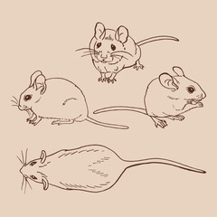 Set of mouse. Hand drawn vector illustration ink style.