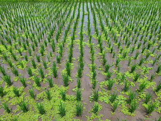 Culture du riz en Asie