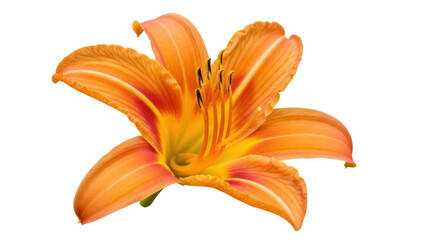 Isolated orange daylily flower with vibrant center, blooming petals and textured surface