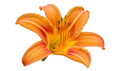 Isolated orange daylily flower with vibrant center, blooming petals and textured surface
