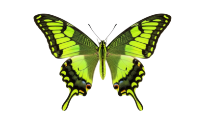 Isolated bright-green butterfly with black markings, open wings, antennae, insect beauty