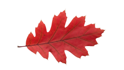Isolated red oak leaf of the red oak species in full autumn color, leaf with distinct lobes