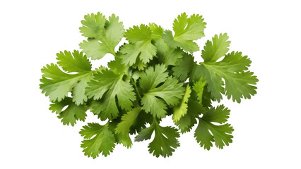 Isolated cilantro leaves, fresh culinary herb for cooking, seasoning, food preparation