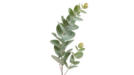 Isolated eucalyptus branch, round leaves, green foliage, evergreen sprig, natural element