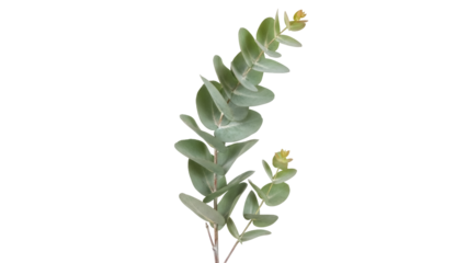 Isolated eucalyptus branch, round leaves, green foliage, evergreen sprig, natural element
