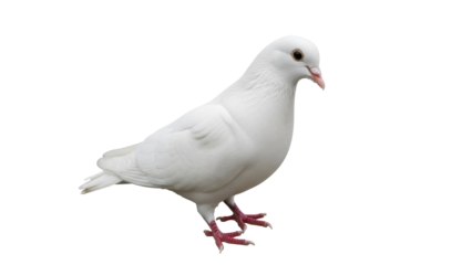 Isolated white dove stands gracefully, a symbol of peace and purity in its elegant form