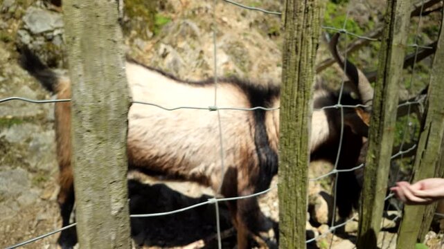 Goat Being Hand Fed Through Wire Fence On Rural Farm