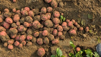 Dug up organic potatoes lie on the field, Freshly harvested potatoes in a field.Harvesting organic potatoes. Agriculture and farming, Fresh potato close up at the village market,
