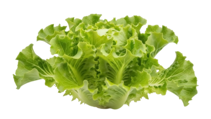 Isolated head of green lettuce, a fresh leafy vegetable rich in fiber, vitamins, and minerals
