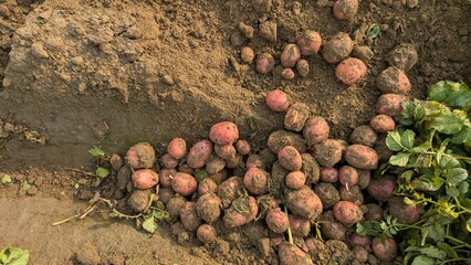 Dug up organic potatoes lie on the field, Freshly harvested potatoes in a field.Harvesting organic potatoes. Agriculture and farming, Fresh potato close up at the village market,