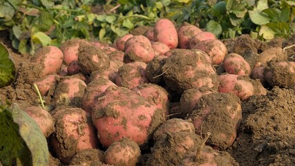 Dug up organic potatoes lie on the field, Freshly harvested potatoes in a field.Harvesting organic potatoes. Agriculture and farming, Fresh potato close up at the village market,