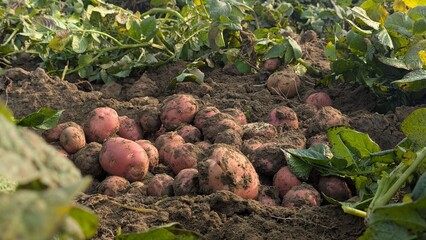 Dug up organic potatoes lie on the field, Freshly harvested potatoes in a field.Harvesting organic potatoes. Agriculture and farming, Fresh potato close up at the village market,
