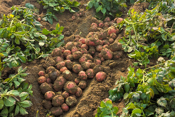 Dug up organic potatoes lie on the field, Freshly harvested potatoes in a field.Harvesting organic potatoes. Agriculture and farming, Fresh potato close up at the village market,