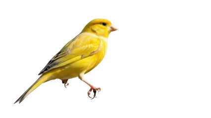 Isolated yellow canary perched, a small, vibrantly colored bird in a clean image style.