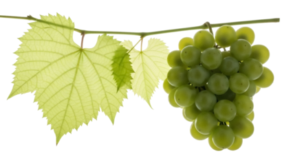 Isolated bunch of green grapes with leaves on the vine with natural sunlit appearance