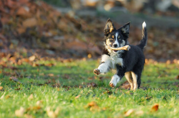 border collie © Bernard