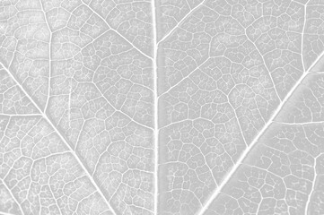 Leaf veins close up texture isolated on white or transparent background, png cut out