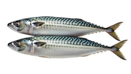 Isolated Pair of Fresh Mackerel Fish, Silver Color with Stripes, Ready for Cooking, Seafood
