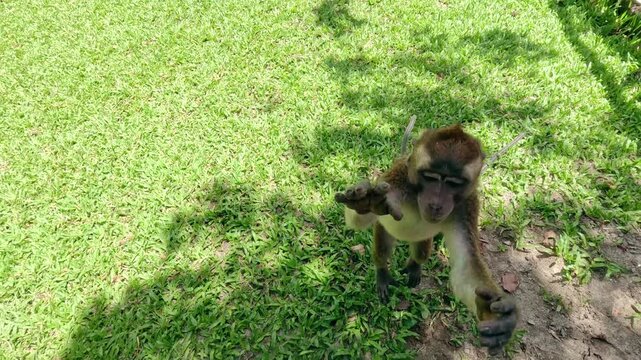 Candid handheld POV of two baby long-tailed macaque monkey or macaca fascicularis with one jumping trying to grab the camera at a wildlife sanctuary 